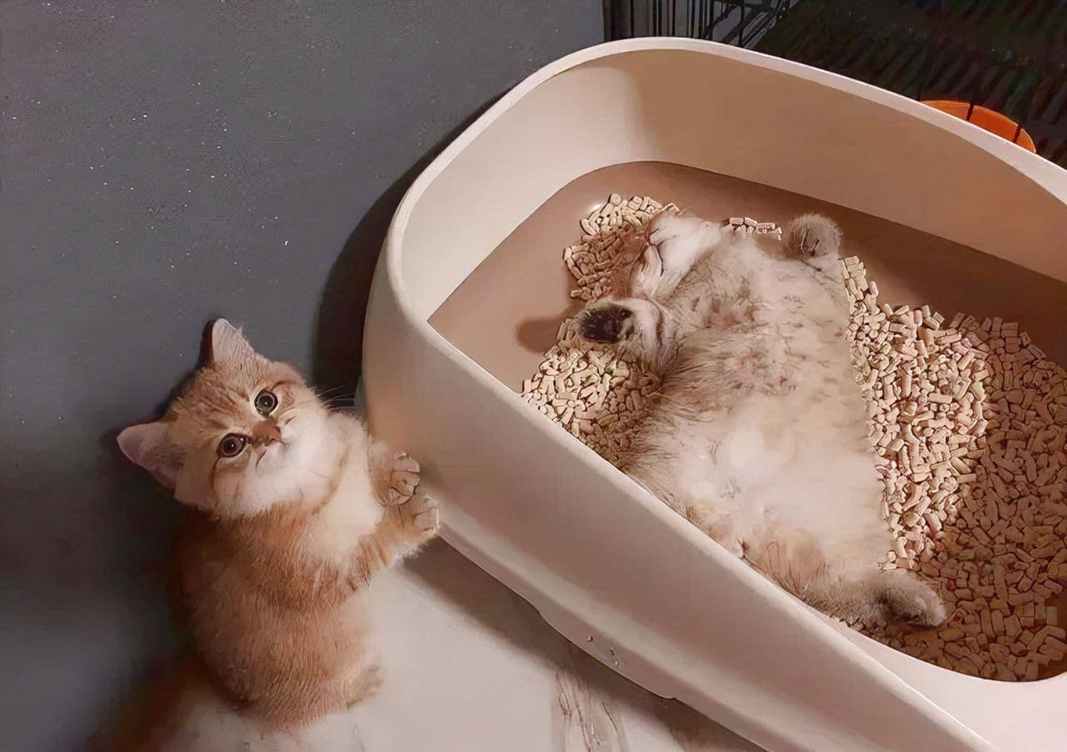 The Ultimate Guide to Choosing Cat Litter: A Complete Analysis of 4 Popular Types, and Why We Finally Recommend Tofu Cat Litter