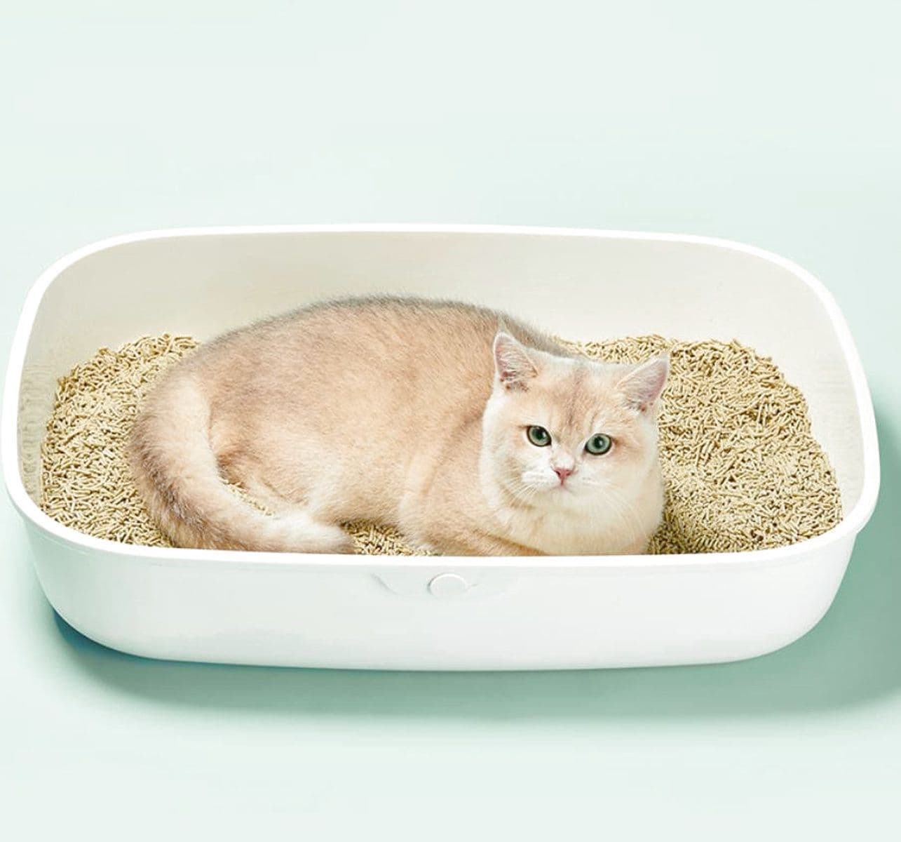 A Cat Owner’s Daily Breakdown: Pick the Wrong Litter, and Your Day Is Wasted