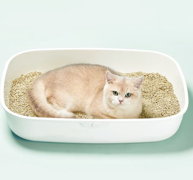 A Cat Owner’s Daily Breakdown: Pick the Wrong Litter, and Your Day Is Wasted