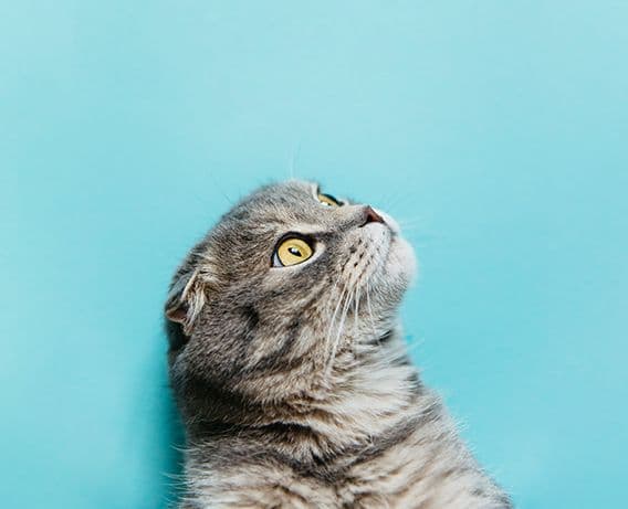 I Almost Gave Away My Cat Because of a Litter Box Incident