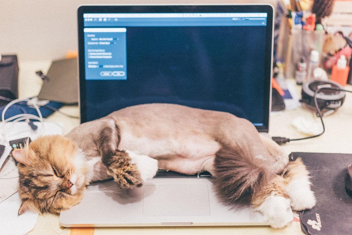 Private Label Cat Litter Guide: From Idea to Finished Product